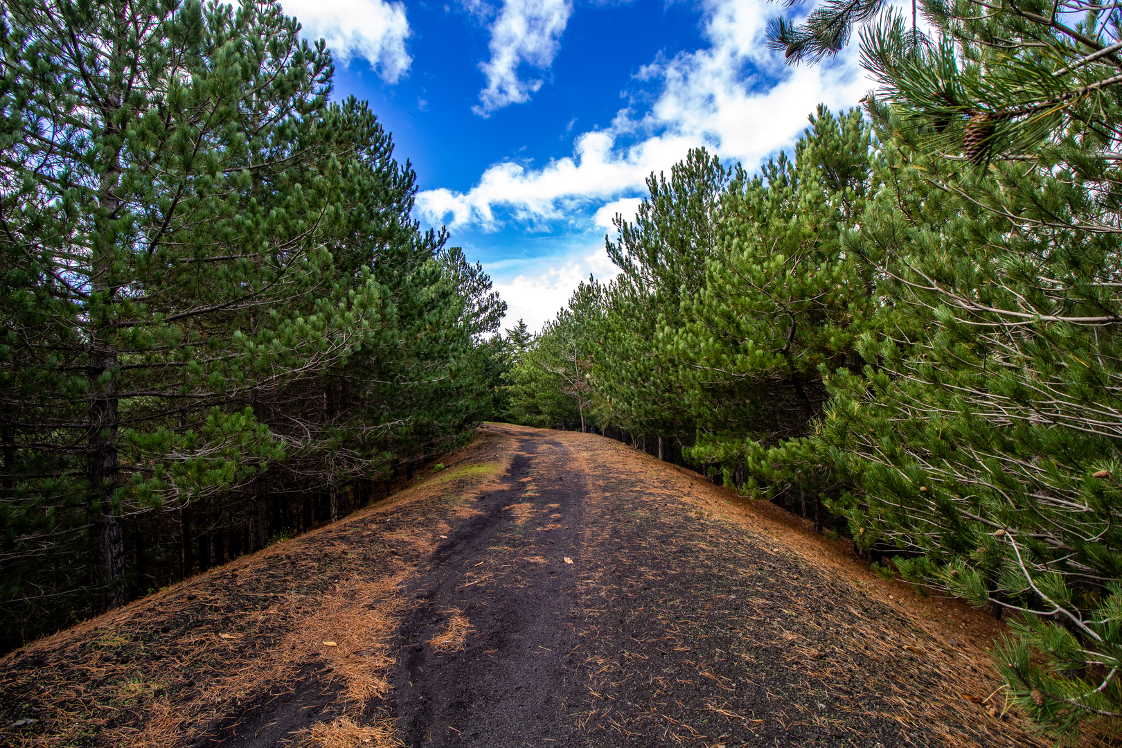Etna Forest